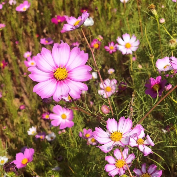 Meet your Posher, Xiaonan - Picture 1 of 1